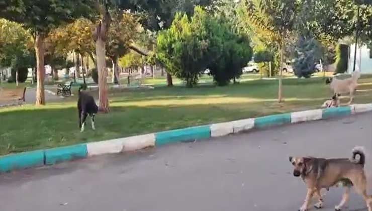 Şanlıurfa'da Parkı İşgal Eden Köpekler Kuduz Mu