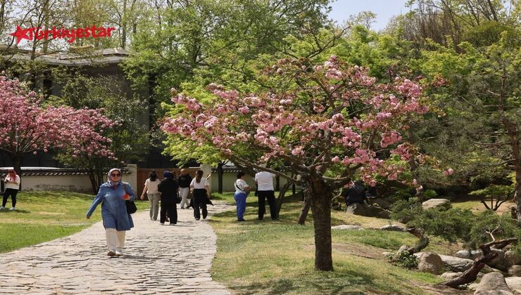 İstanbul Baltalimanı’ndaki Japon Bahçesi’nde, baharın gelişini pembe çiçekleriyle müjdeleyen sakura ağaçları ziyaretçilerini hayran bırakıyor.