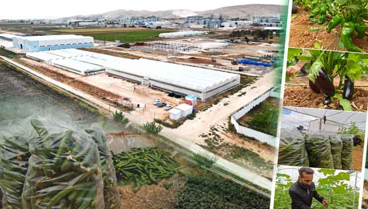 Eyyübiye Sera Kent'te Hasat Başladı