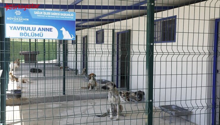 Geçtiğimiz günlerde Aydın'a modern bir evcil hayvan bakım ve rehabilitasyon merkezi kazandıran Aydın Büyükşehir Belediyesi, sokakta yaşayan can dostların her türlü ihtiyacını karşılıyor.