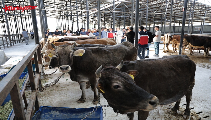 Kütahya Belediyesi'ne ait Tavşanlı Yolu Bölcek Mevkii’nde bulunan kurban pazarının açılışı, Başkan Eyüp Kahveci’nin katılımıyla gerçekleştirildi.