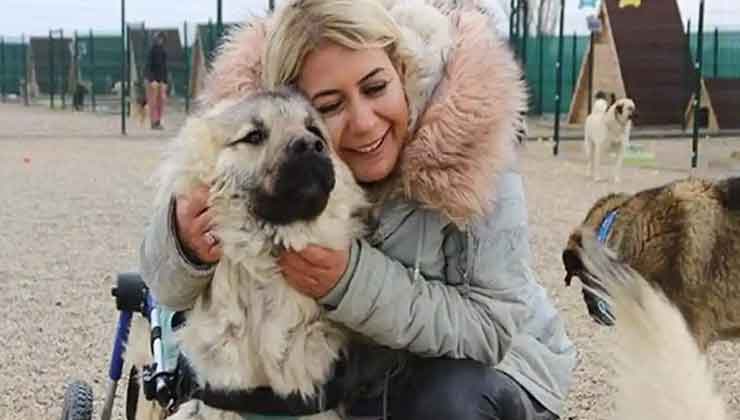 Köpekleri Şanlıurfa'dan Ankara'ya Götürdü