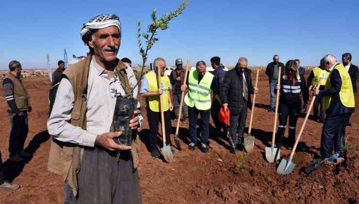 Siverek Belediyesi'nden Fıstık ve Zeytin Fidanı