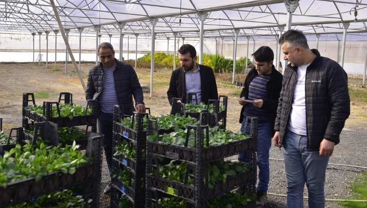 Ceylanpınar'da Ağaçlandırma Seferberliği