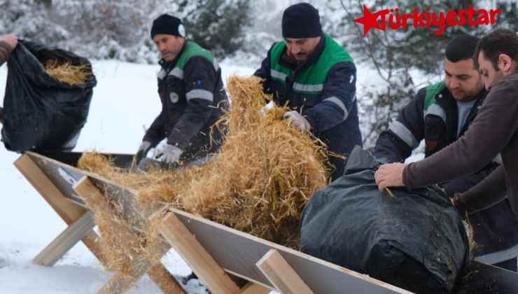 Bolu Belediyesi 